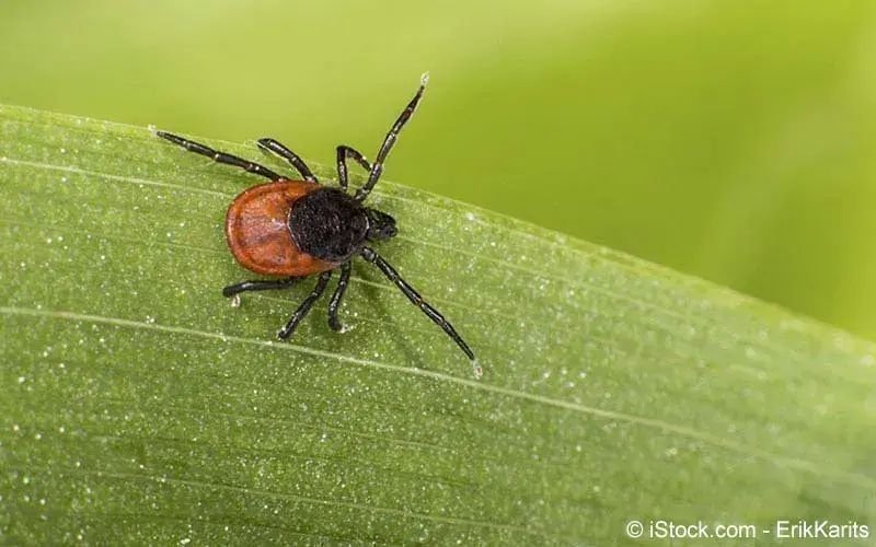 Borreliose (Lyme-Borreliose)