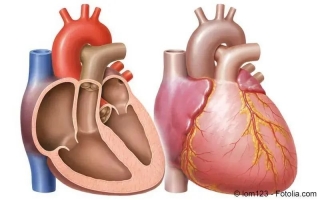 Herzinnenhautentzündung (Endokarditis)
