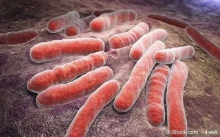 Tuberkulose (Tbc)